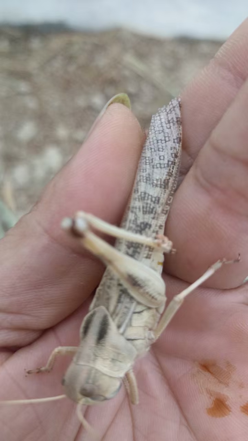 蚂蚱基地优选蚂蚱蝗虫长期供应可视频看货全国发货