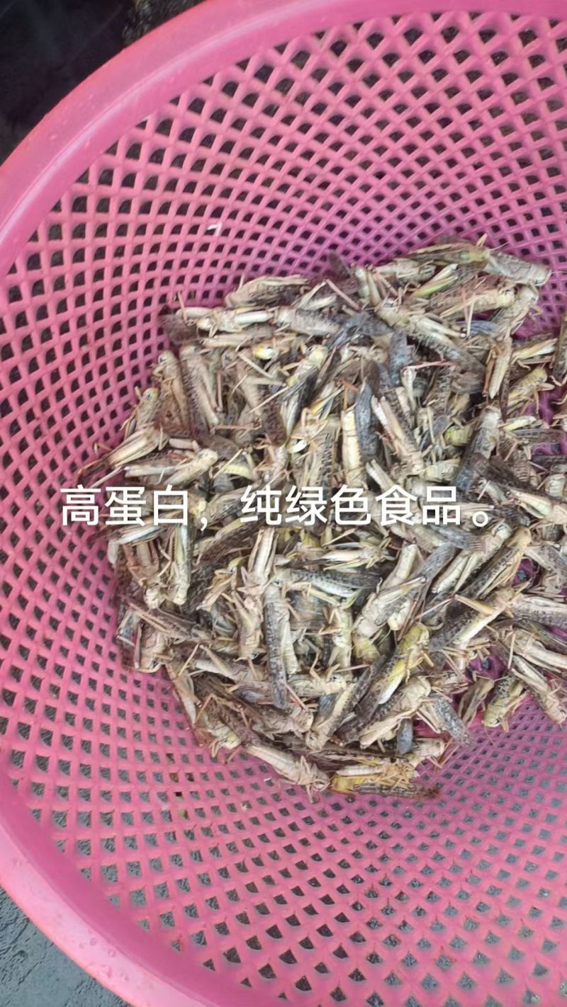 蚂蚱基地优选蚂蚱蝗虫长期供应可视频看货全国发货