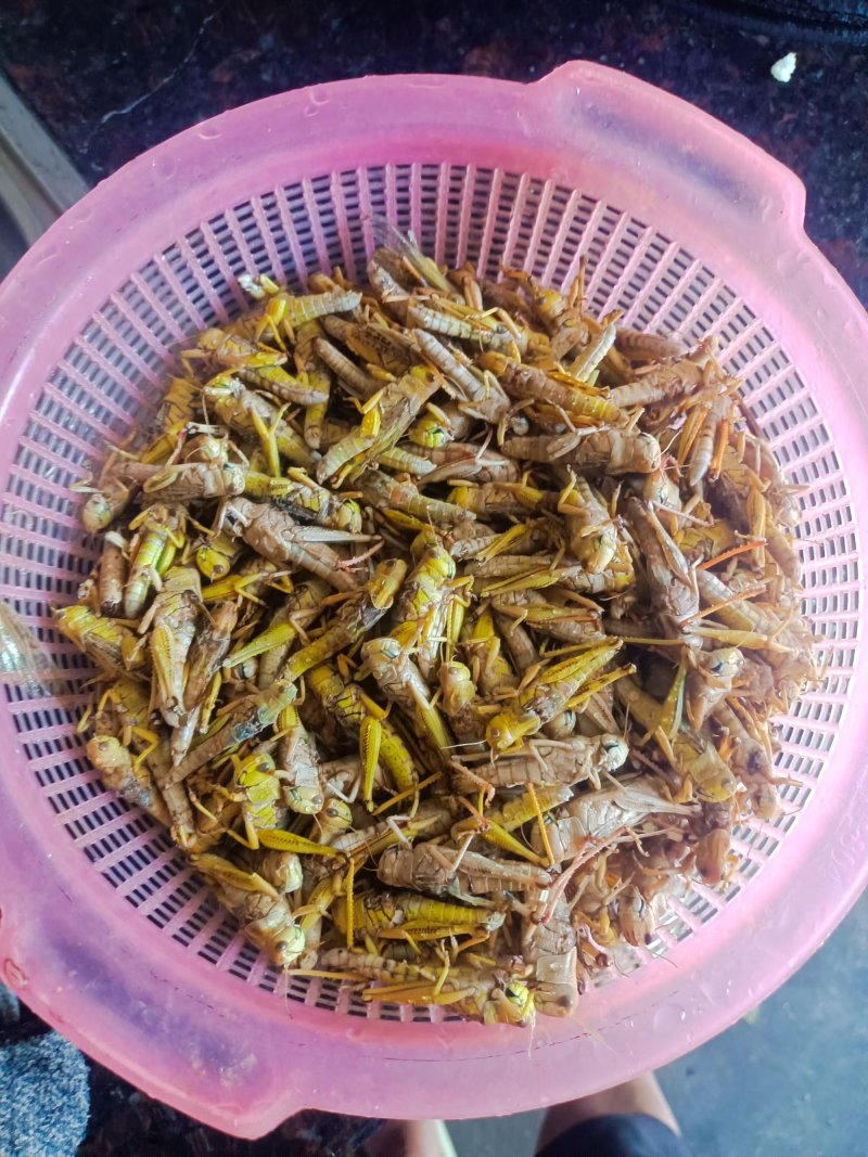 蚂蚱基地优选蚂蚱蝗虫长期供应可视频看货全国发货