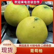 精品葡萄柚柚子上市了产量大价格低质量好欢迎联系选购