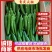 广东青皮尖椒，一手货源，产地直发，大量货源充足，代发全国