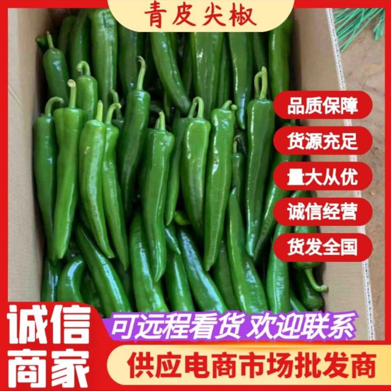 广东青皮尖椒，一手货源，产地直发，大量货源充足，代发全国