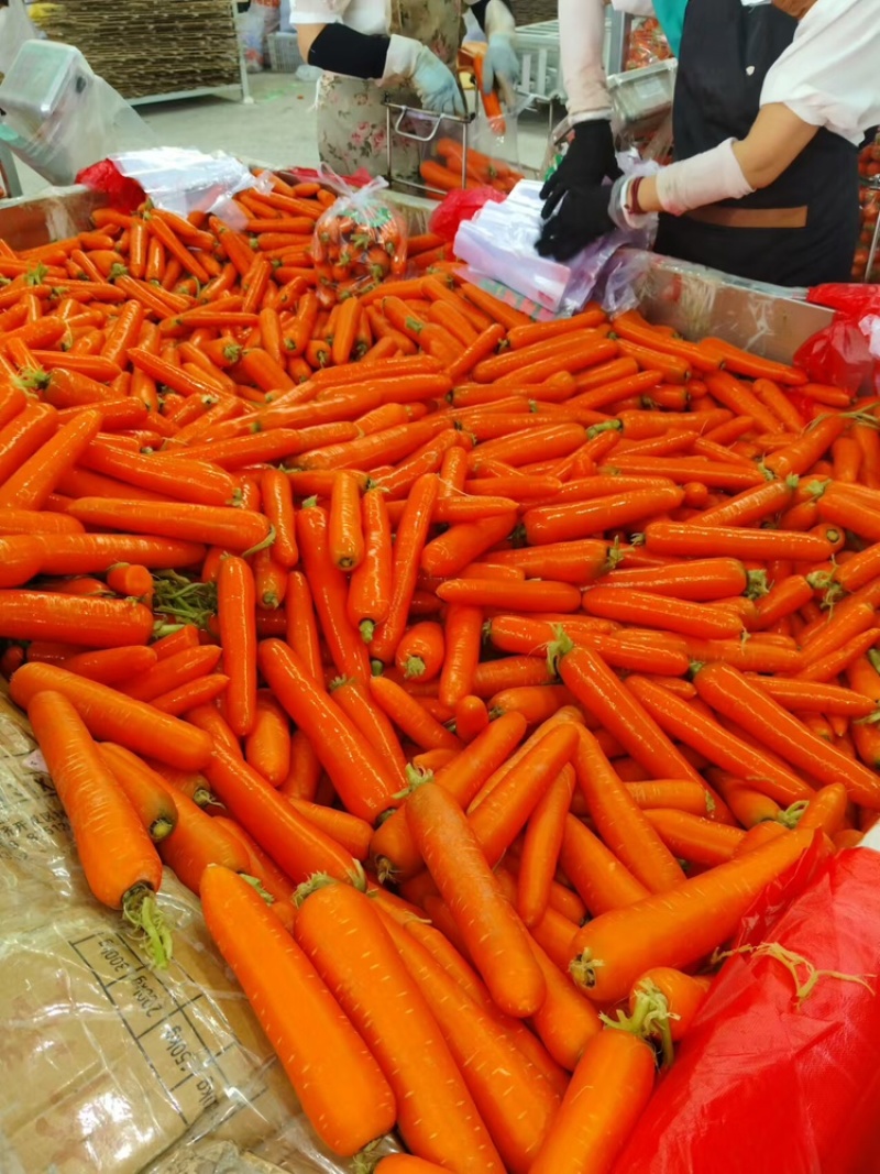 萧县三红胡萝卜，精品中条，小条，大头，口感好，味道正，