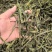 精品二级架豆王