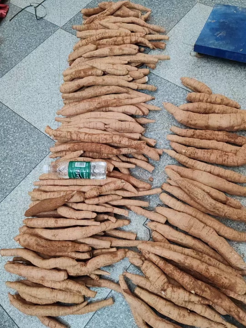 新品种牛大力，产地直发，当年结薯，品种保证，包收购