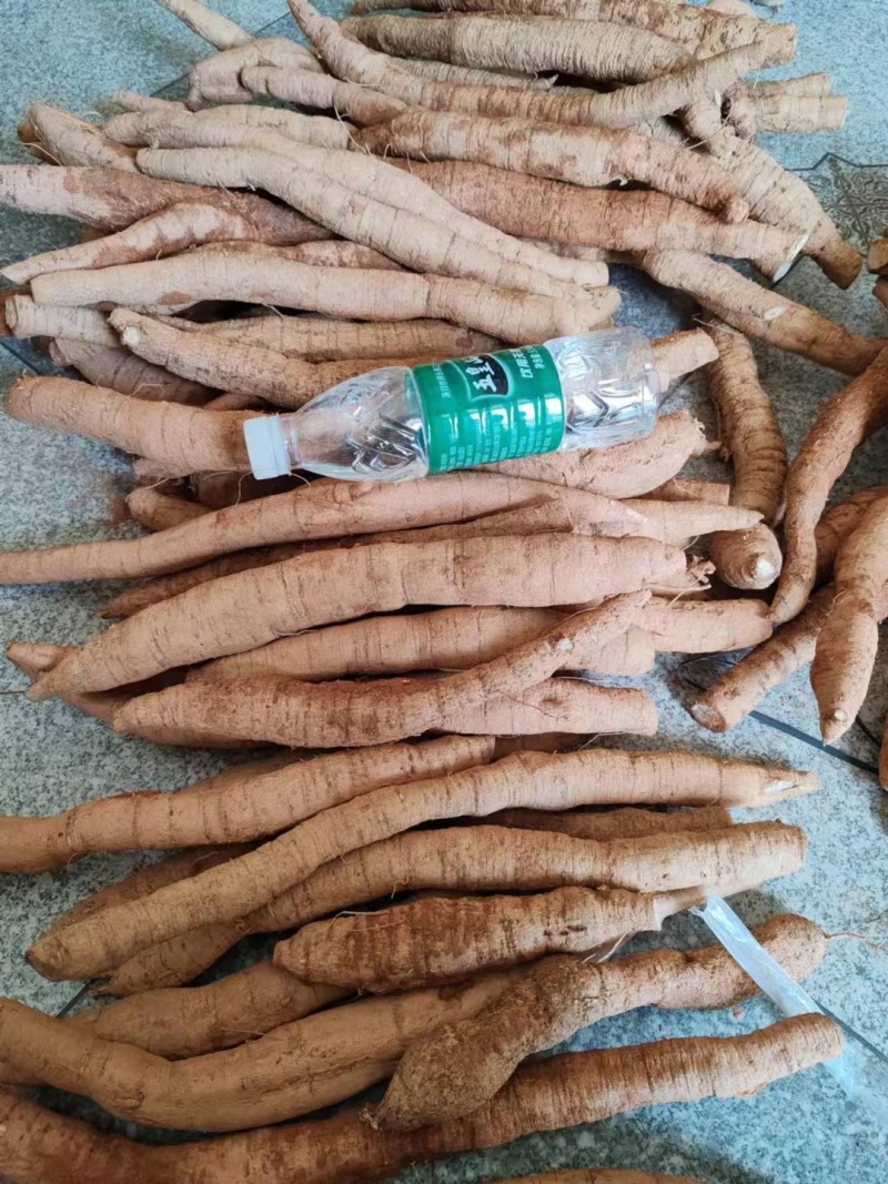 新品种牛大力，产地直发，当年结薯，品种保证，包收购