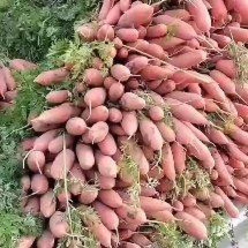 大量批发小燕顶，红萝卜。价格优，质量好。