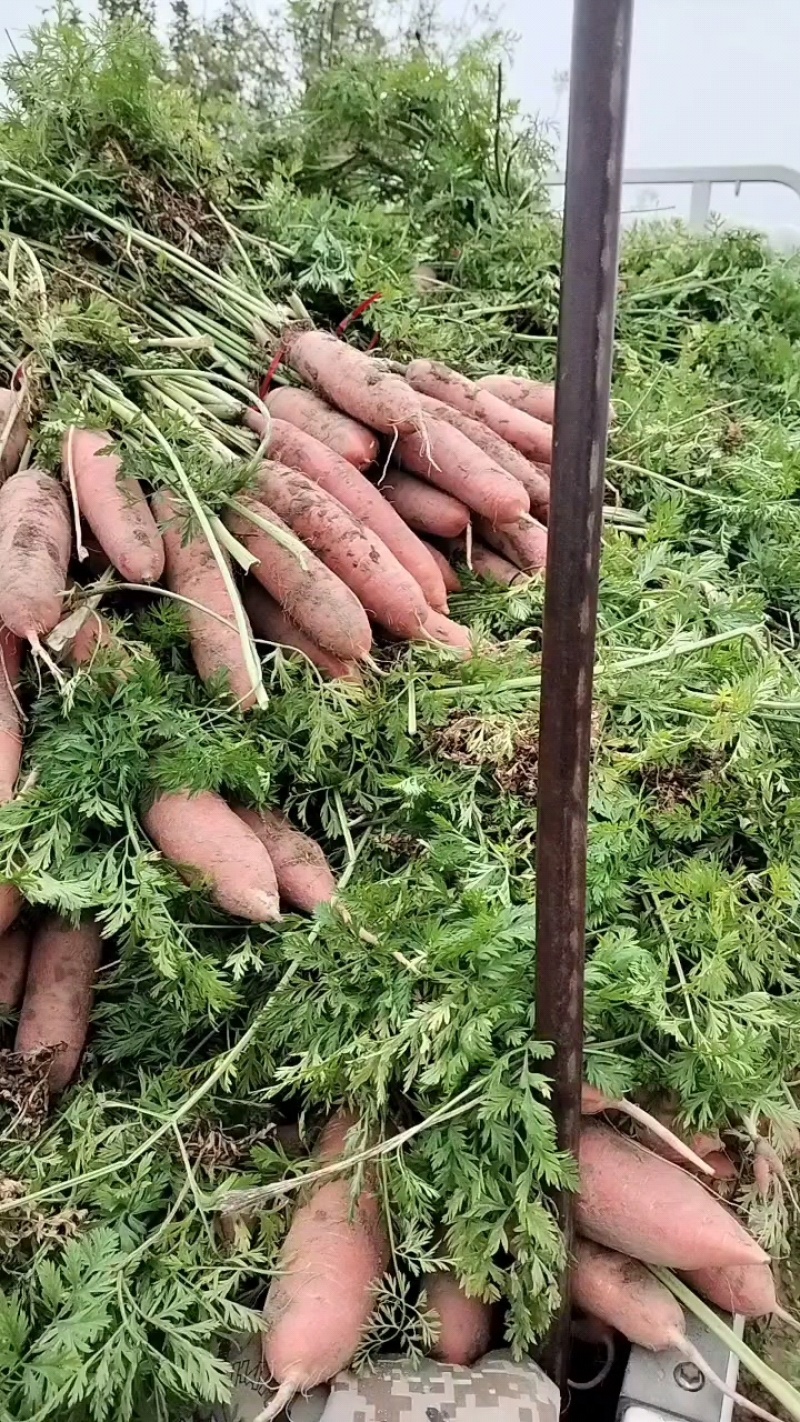 大量批发小燕顶，红萝卜。价格优，质量好。