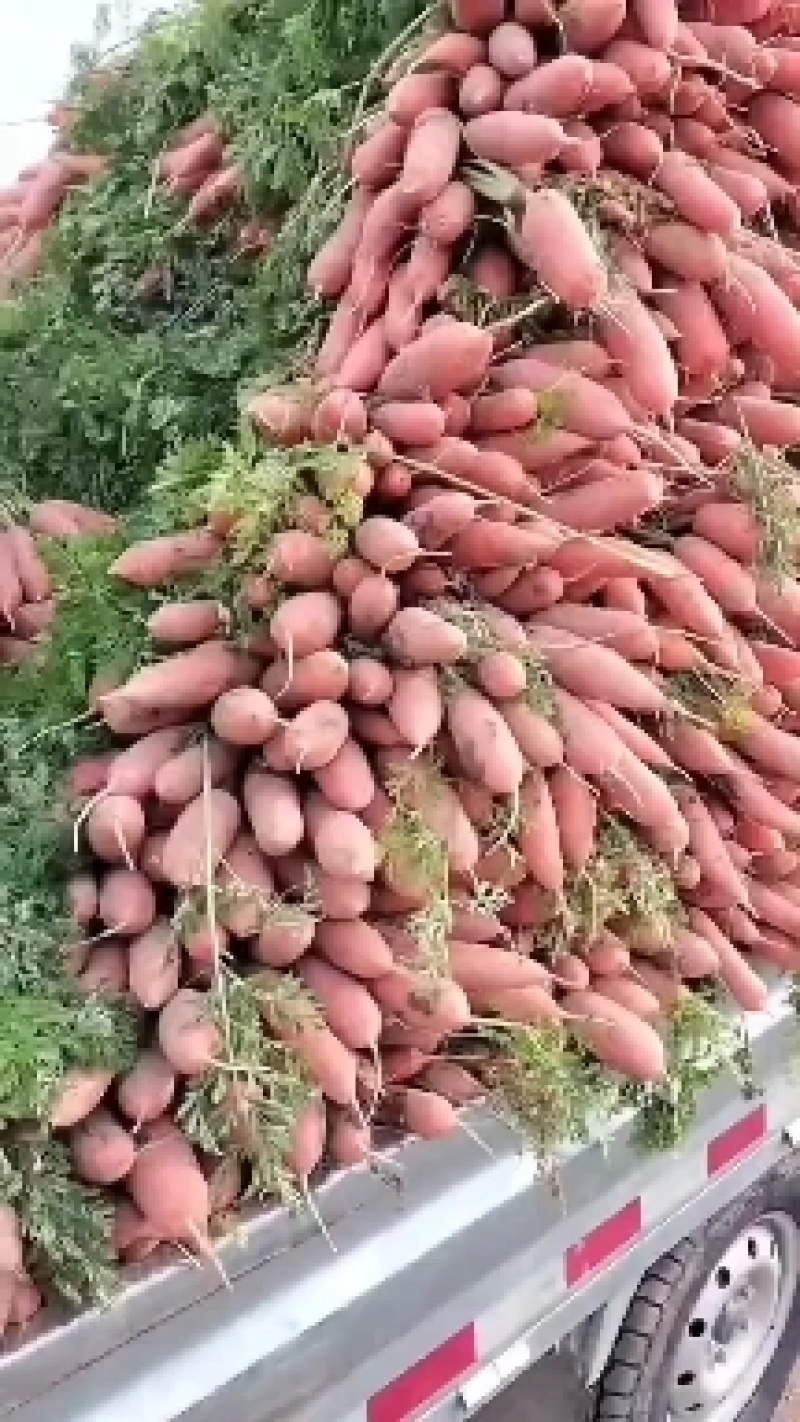 大量批发小燕顶，红萝卜。价格优，质量好。