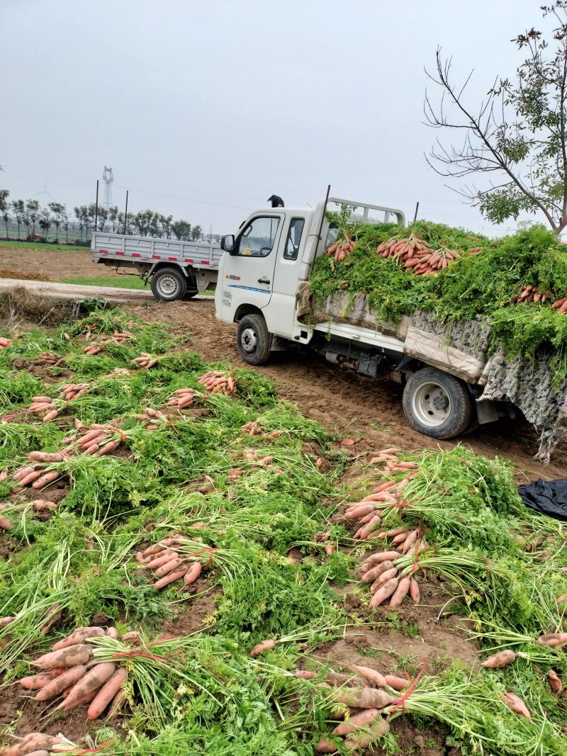 大量批发小燕顶，红萝卜。价格优，质量好。