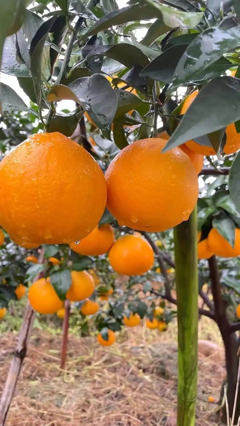 「牛商优选」爱媛橙大量上市对接全国皮薄多汁欢迎致电选购