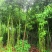【香樟】产地批发规格齐全货源充足保质保量视频看货