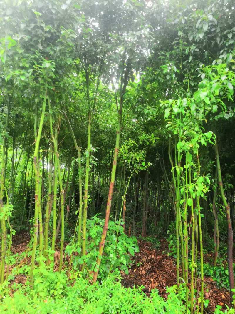 【香樟】产地批发规格齐全货源充足保质保量视频看货