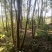 【香樟】产地批发规格齐全货源充足保质保量视频看货