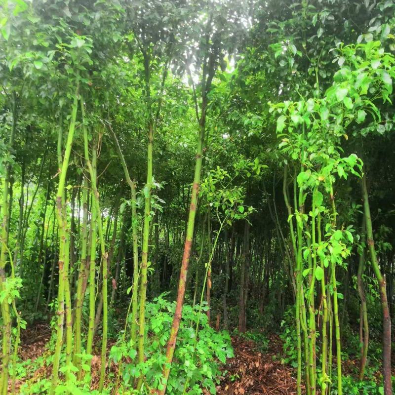 【香樟】产地批发规格齐全货源充足保质保量视频看货