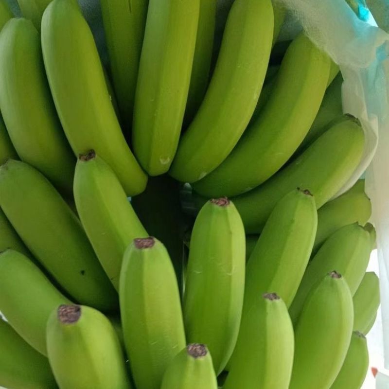 潮汕本地香蕉金灶香蕉