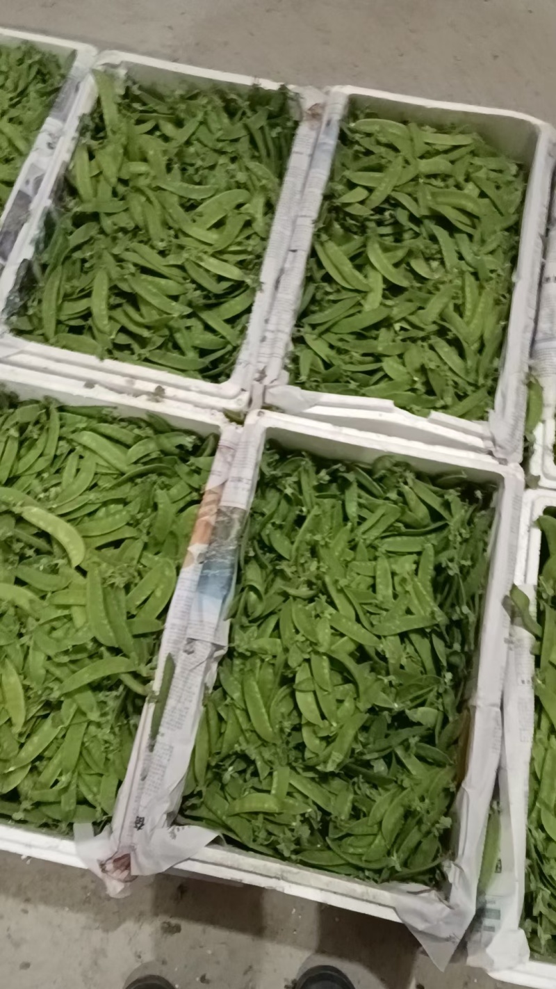 荷兰豆，万亩基地，供市场电商平台，生鲜配送，有各种包装