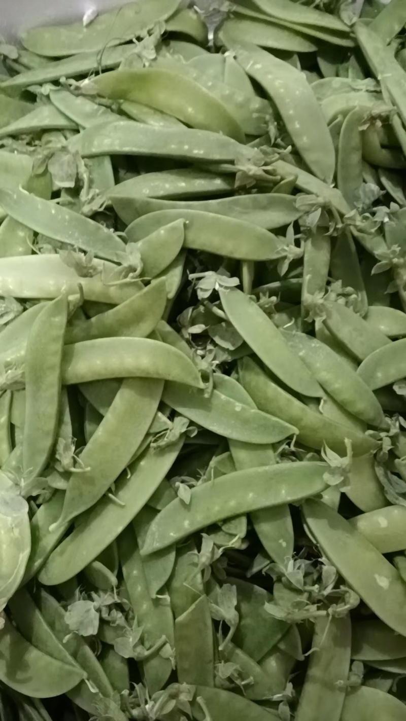 荷兰豆，万亩基地，供市场电商平台，生鲜配送，有各种包装