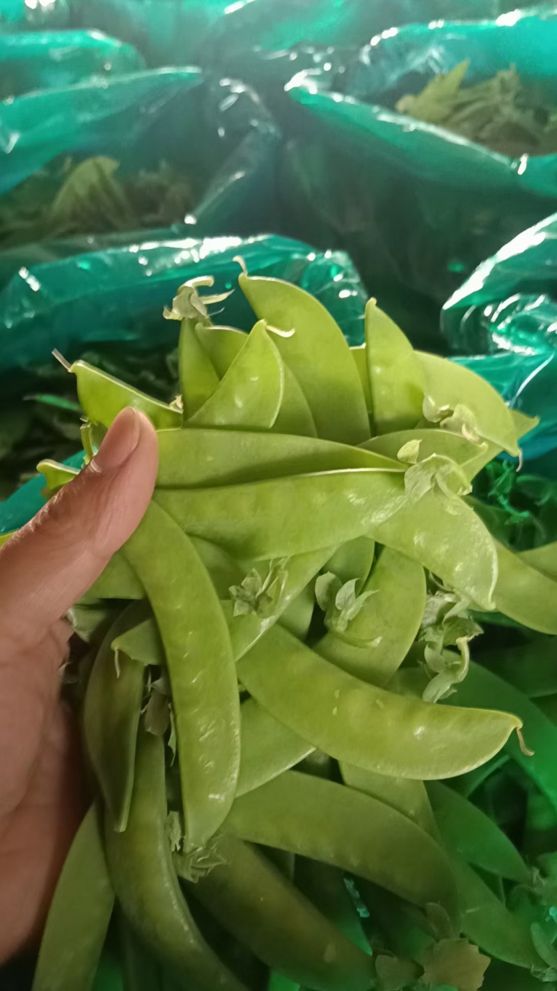 荷兰豆，万亩基地，供市场电商平台，生鲜配送，有各种包装