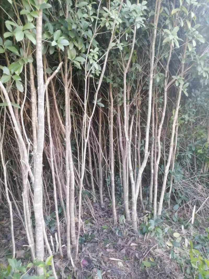 【品质保证】湖北襄阳精品桂花树自产自销成活率高