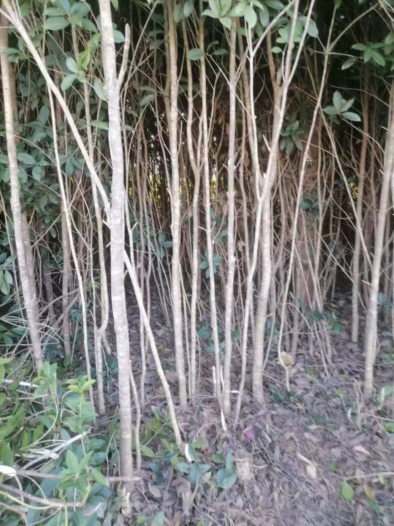 【品质保证】湖北襄阳精品桂花树自产自销成活率高