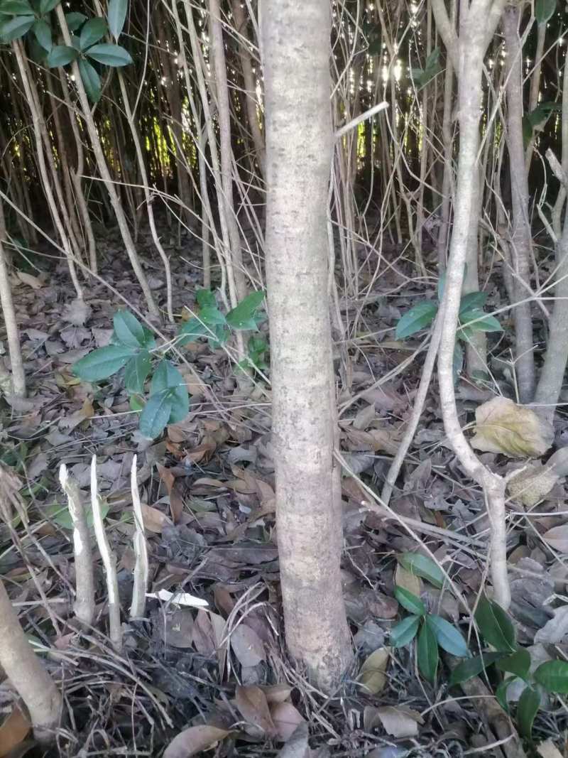 【品质保证】湖北襄阳精品桂花树自产自销成活率高