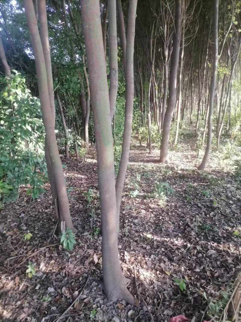 【品质保证】湖北襄阳精品桂花树自产自销成活率高