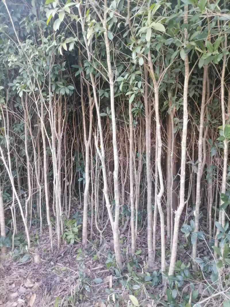 【品质保证】湖北襄阳精品桂花树自产自销成活率高