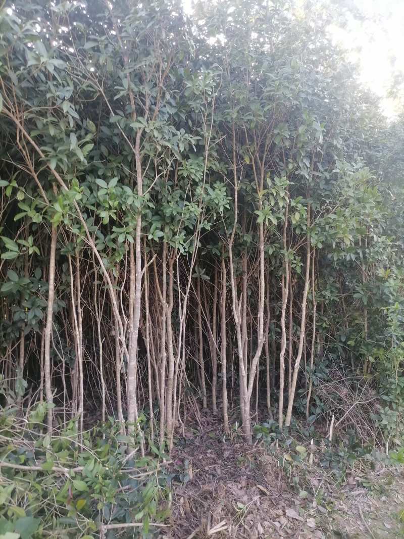 【品质保证】湖北襄阳精品桂花树自产自销成活率高