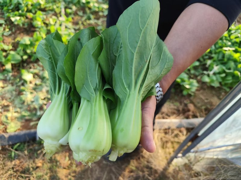 汉中上海青，小青菜诚信代办产地直供，一手货源