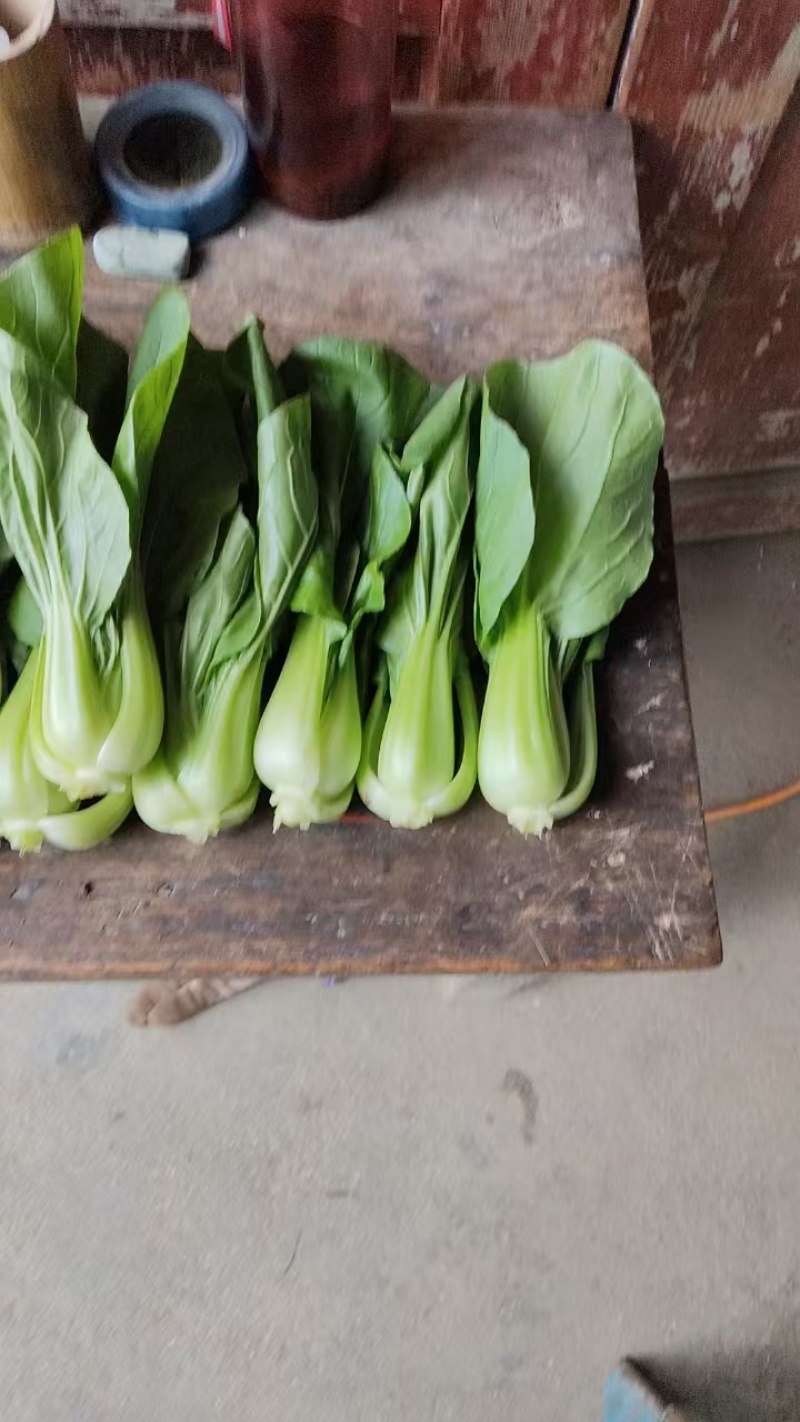 汉中上海青，小青菜诚信代办产地直供，一手货源