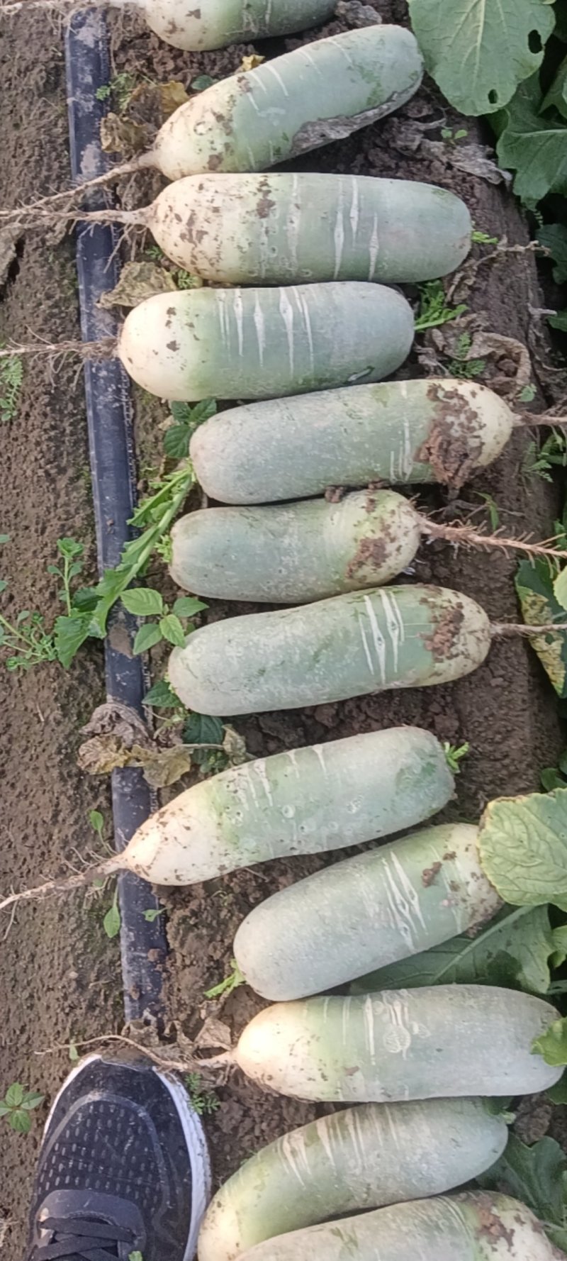水果萝卜，青萝卜市场货，电商货，加工厂用货