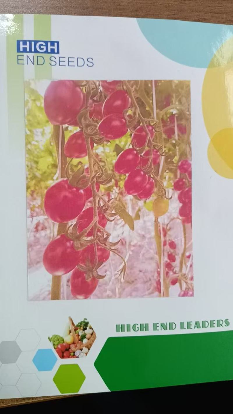 特色小番茄苗口感小番茄水果小番茄苗圣女果苗子山东潍坊寿光