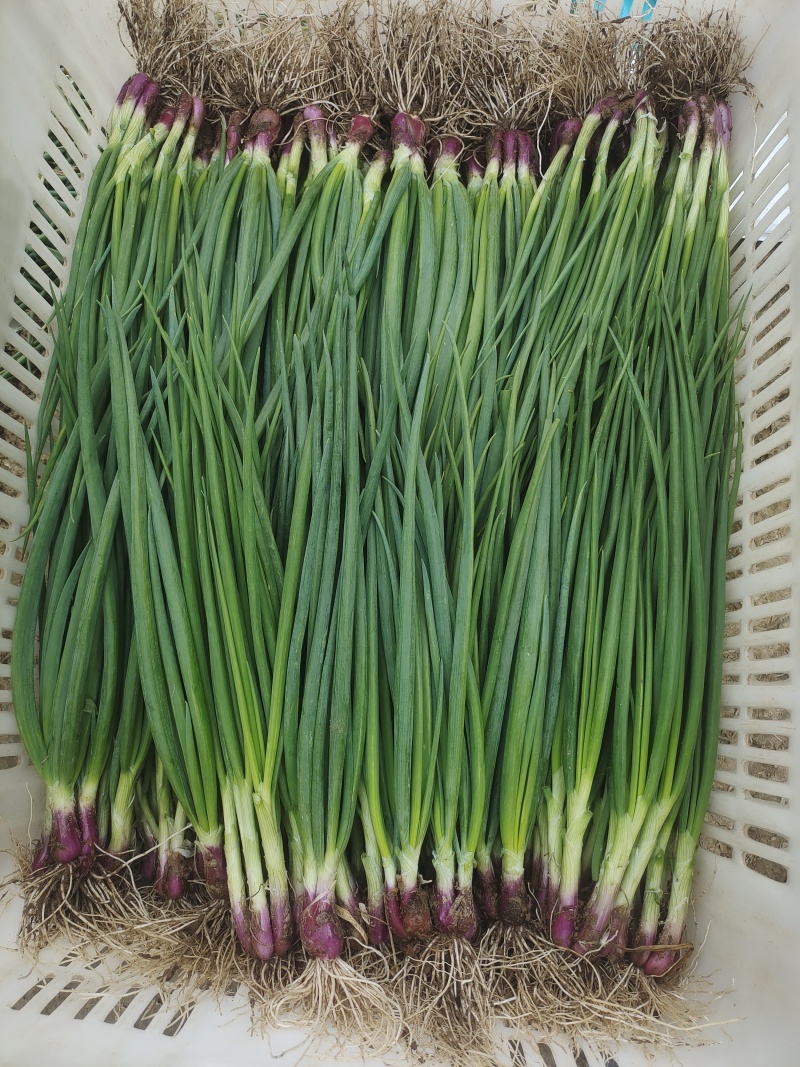小香葱广东红葱