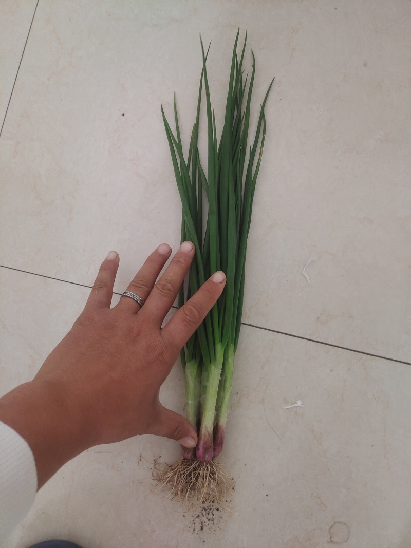 小香葱广东红葱