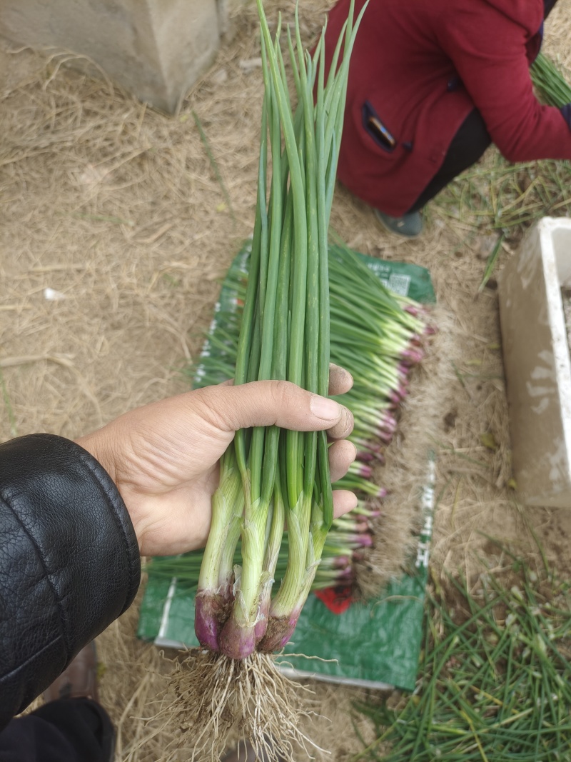 小香葱广东红葱