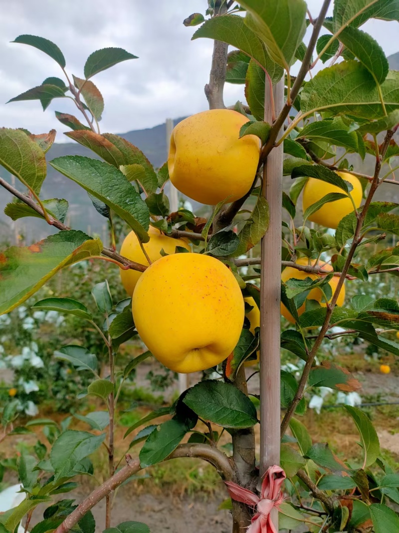 瑞雪苹果，瑞香红苹果，陕西瑞香产地，瑞雪批发基地，红富士
