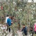 瑞雪苹果，瑞香红苹果，陕西瑞香产地，瑞雪批发基地，红富士