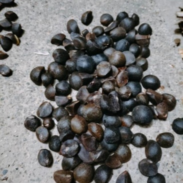 山野油茶籽