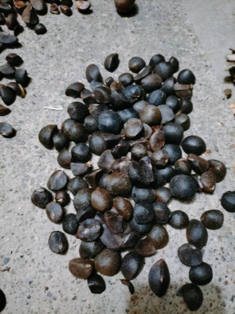 山野油茶籽