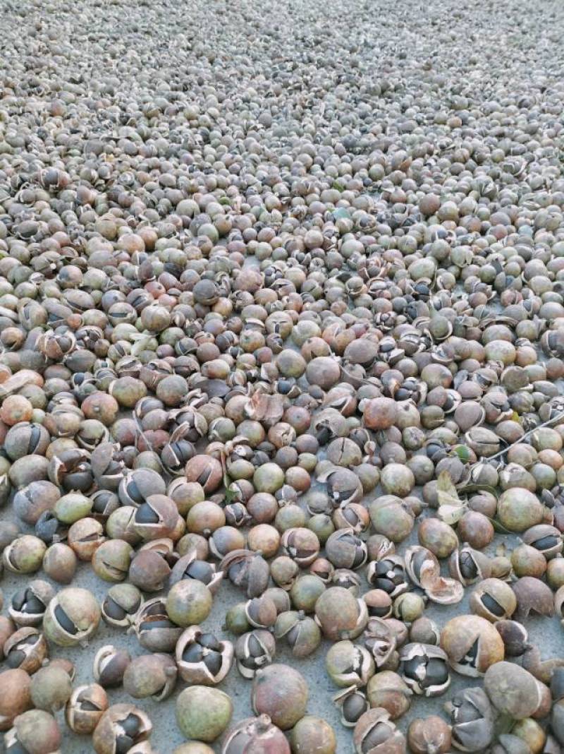 山野油茶籽