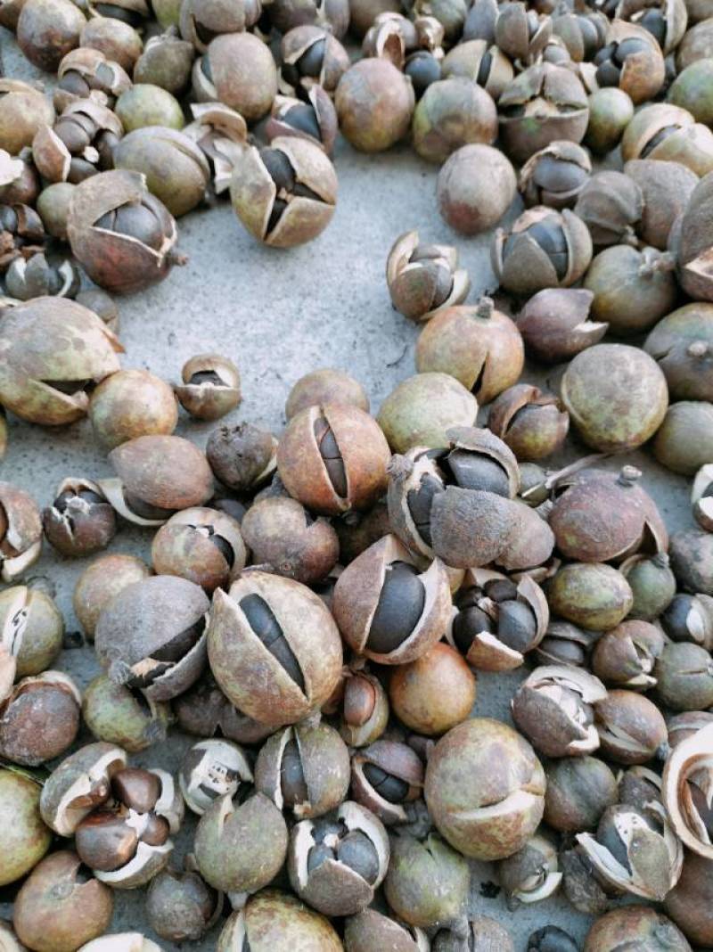 山野油茶籽