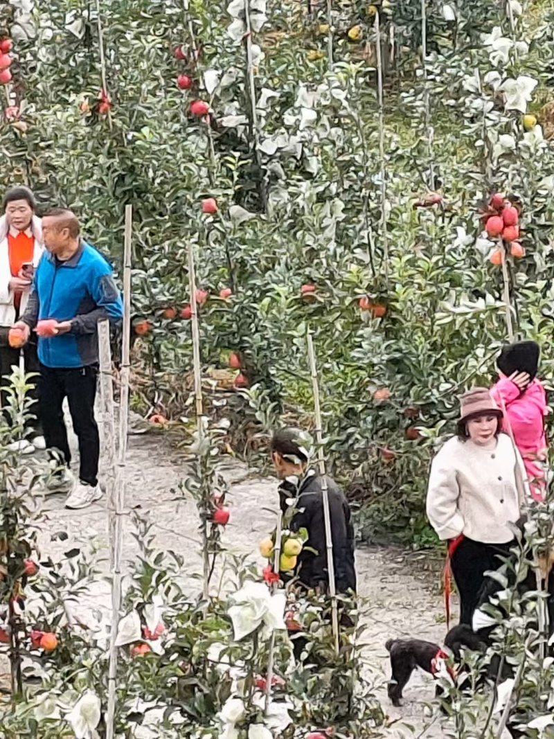 陕西红富士苹果，瑞雪苹果，瑞香红苹果，货源充足价格合理。