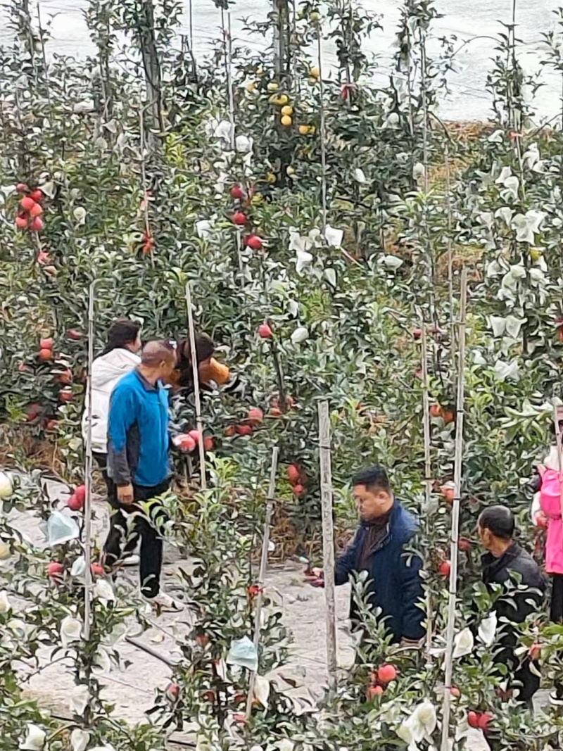 陕西红富士苹果，瑞雪苹果，瑞香红苹果，货源充足价格合理。