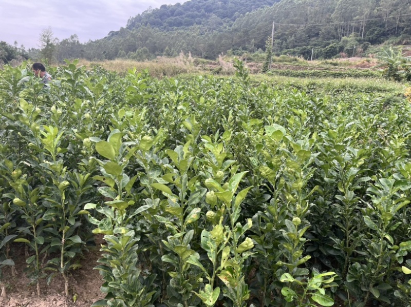 正宗度尾红心无籽，文旦柚苗