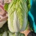 白菜，大白菜，鸡腿白菜，精品大白菜，基地直发全国供应