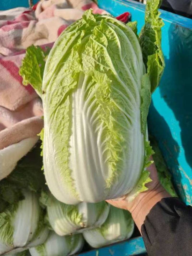 白菜，大白菜，鸡腿白菜，精品大白菜，基地直发全国供应