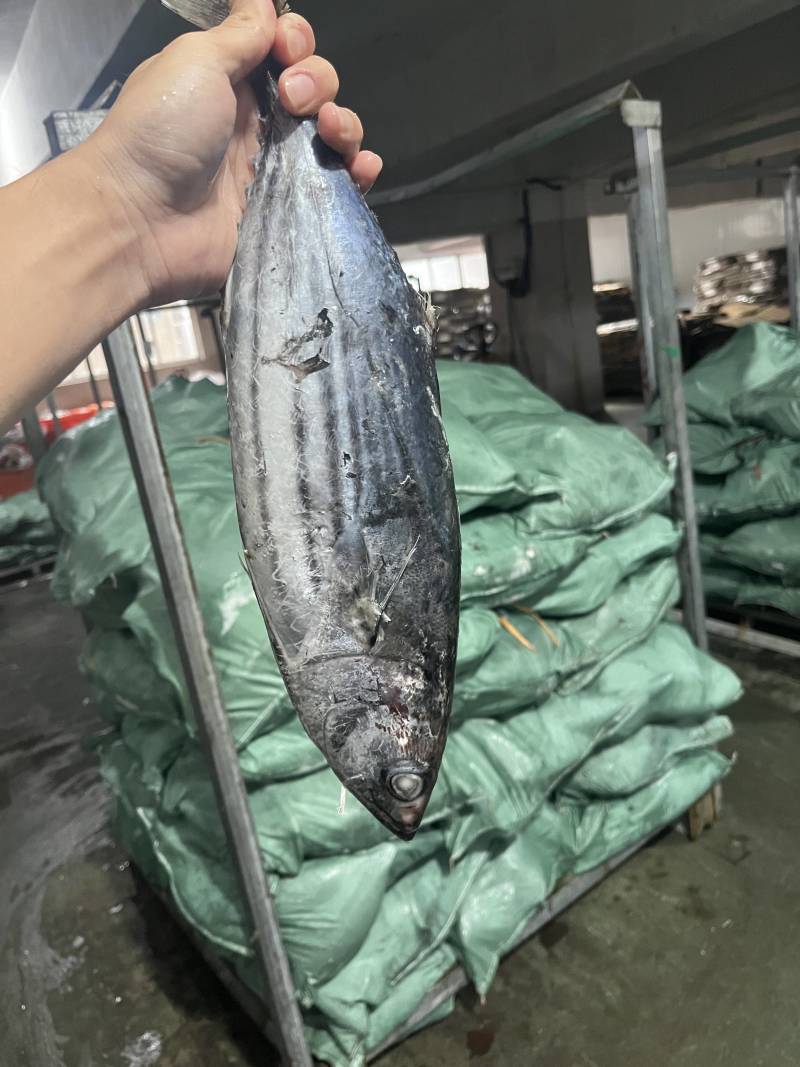 金枪鱼