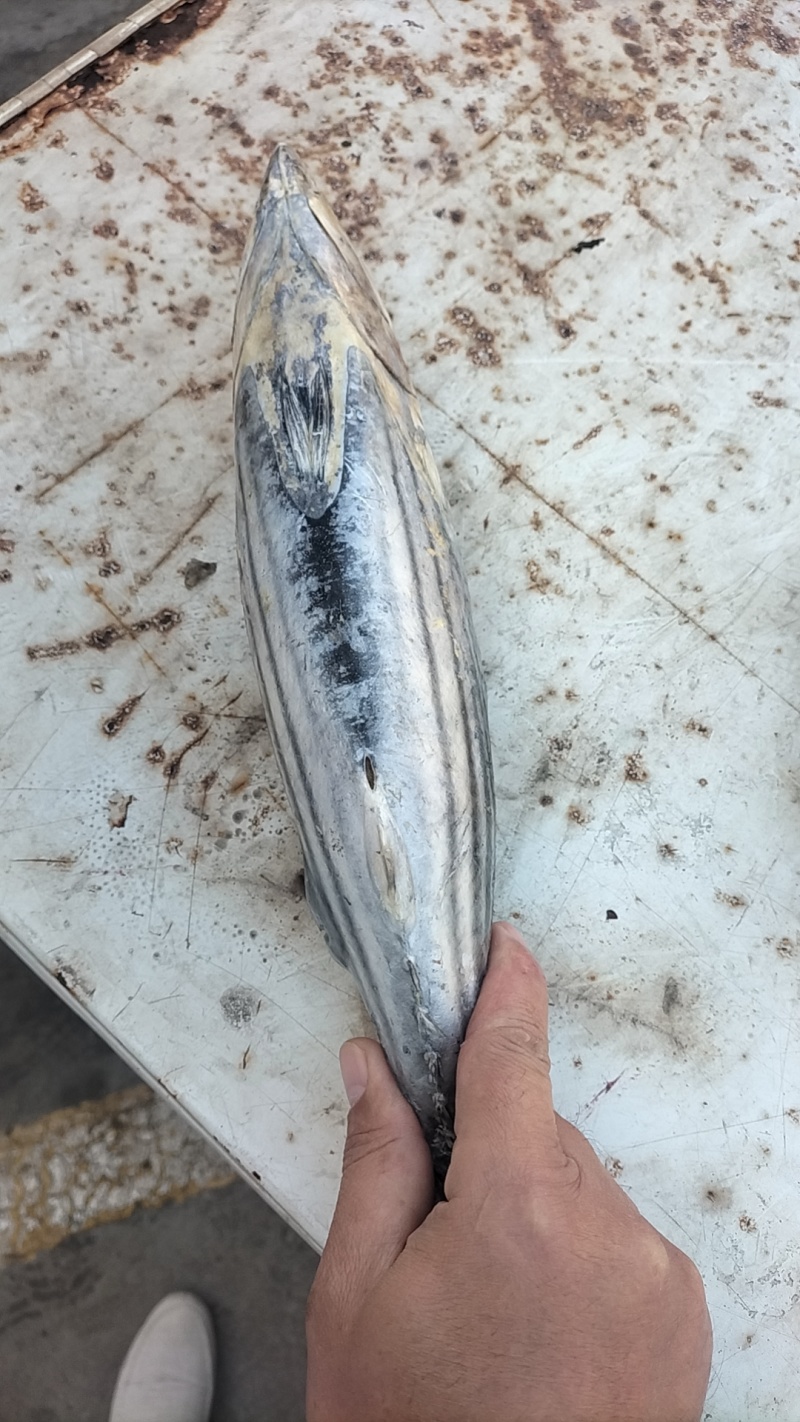金枪鱼