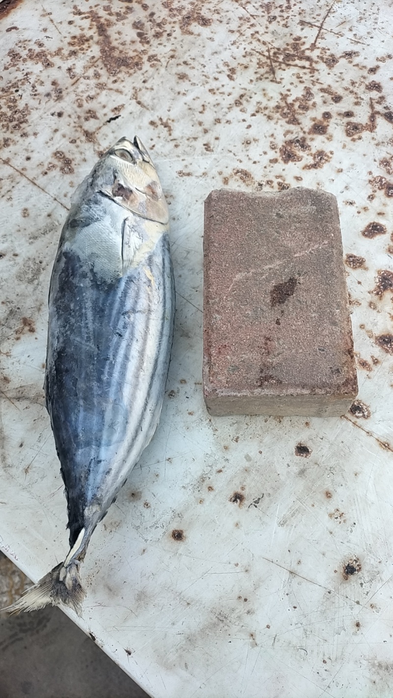 金枪鱼